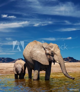 Elephants at watering - 900191505