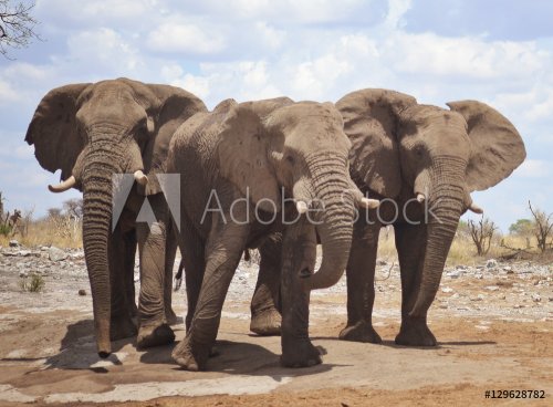 elephants in Africa - 901148355