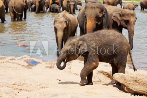 Elephants on Sri Lanka - 900435241