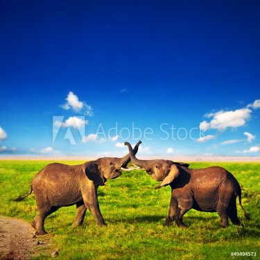 Elephants playing on savanna. Safari in Amboseli, Kenya, Africa