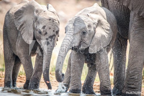 Elephants playing with the water. - 901148332
