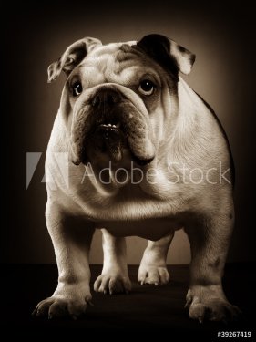 English bulldog studio portrait - 900441525