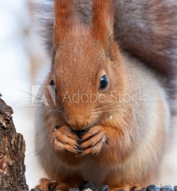 Eurasian red squirrel gnaws sunflower seeds - 901143774