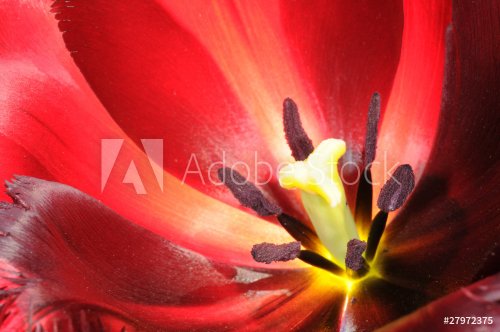 Extreme close-up on center part of blossoming tulip - 901140059