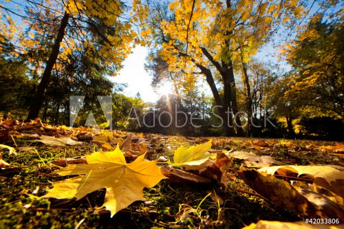 Fall autumn park. Falling leaves in a sunny day - 900426297