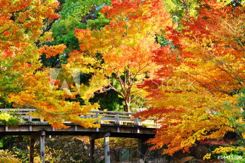 Fall Foliage in Nagoya, Japan - 901143418