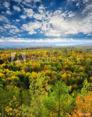 Fall Tree Tops in a Forest