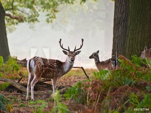 Fallow deer stag portrait in Autumn foggy morning
