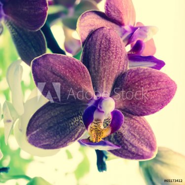 Fantastic deep purple and white of flowers orchid, phalaenosis o - 901142873
