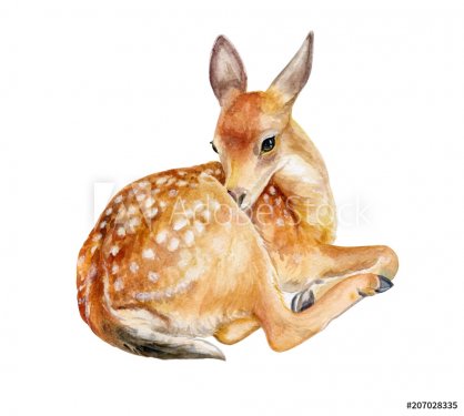 Fawn, deer sitting izolated on a white background. Watercolor. Illustration. ... - 901153608
