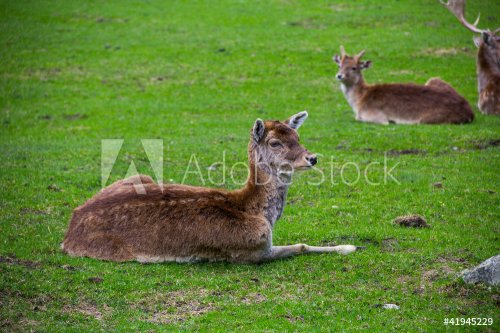 Female red deer - 900437067