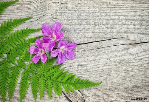 Fern leaf and violet flowers on the old wood