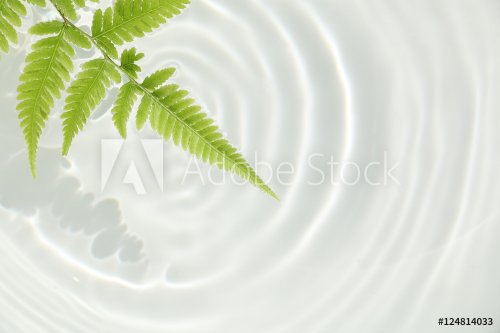 fern leaf and water ripple background - 901148902