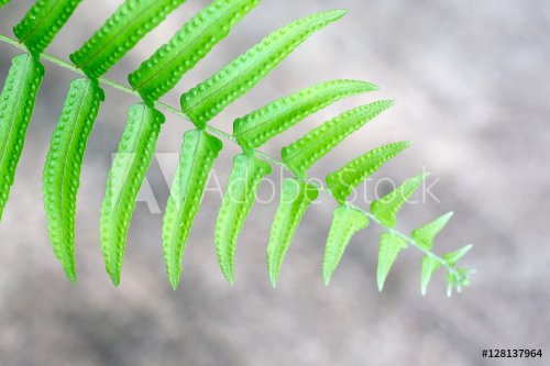 fern leaf green textures for background - 901148908