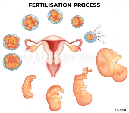 Fertilisation process on human - 901145827