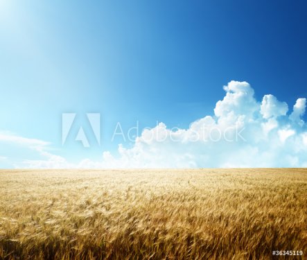 field of barley and sunny day - 900416897
