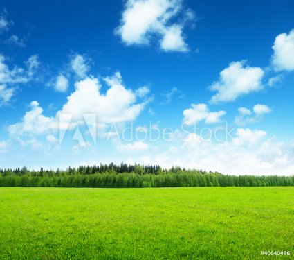 field of grass and perfect sky - 900438591