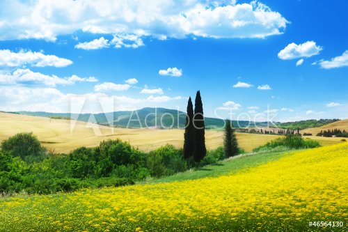 field of yellow flowers Tuscany, Italy - 900924448