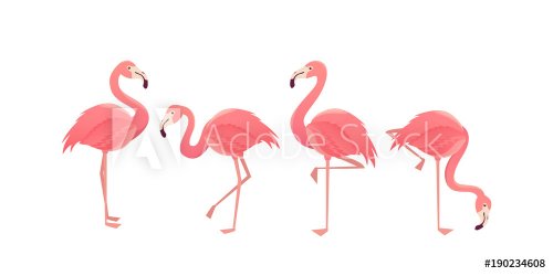 Flamingo bird illustration design on background - 901152322