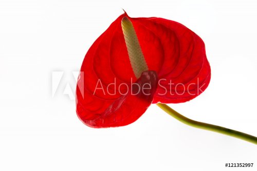 Flamingo flower or red anthurium  isolated on white background - 901149026