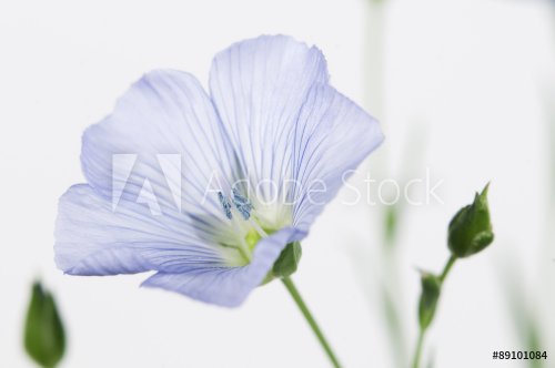Flax (Linum usitatissimum) flowers - 901145225