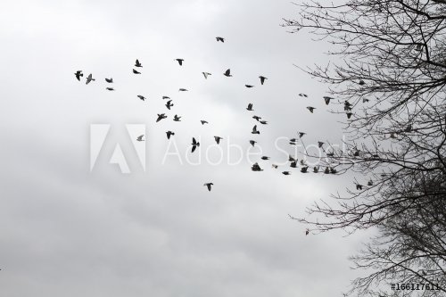 flock of birds - 901150292