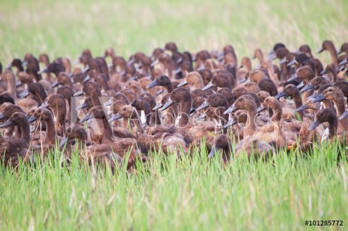 Flock of brown ducks in the green grass field