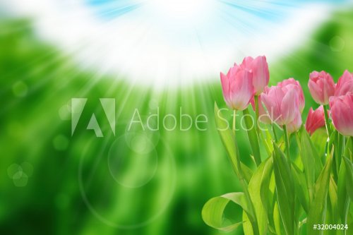 flower and nature spring bokeh background