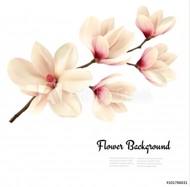 Flower background with blossom branch of white magnolia. Vector