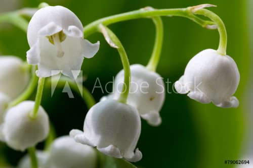 flower lily-of-the-valley  macro closeup - 901145221