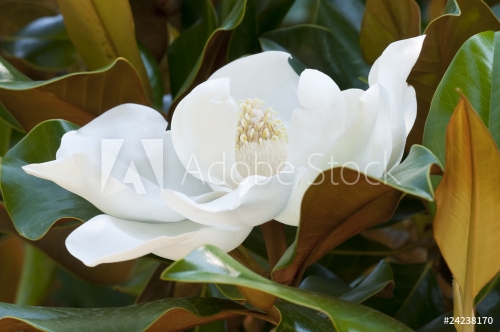 Flower of the Magnolia grandiflora