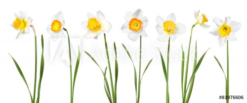 Flowers daffodils - 901151642