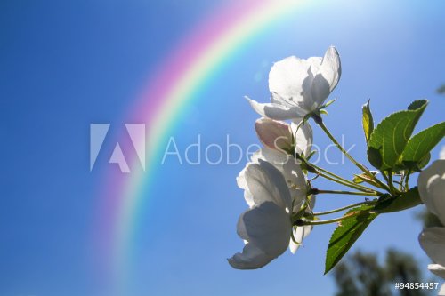 Flowers of apple against the blue sky, macro - 901147888