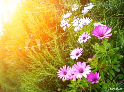 Flowers on sunny field. - 901138012