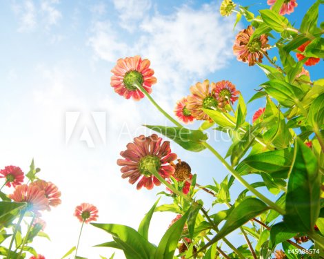 Flowers Over Blue Sky. Zinnia flower. Autumn Flowers - 900707402