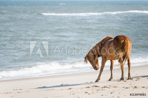 Foal wild horse on beach at Assateague Island National Seashore - 901154337