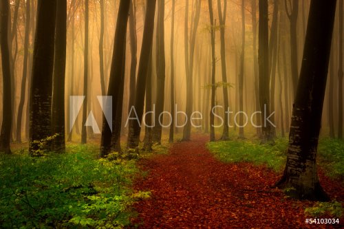 Foggy forest fairytale