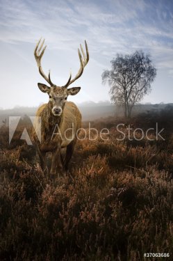 Foggy misty Autumn forest landscape at dawn with red deer stag - 901151382