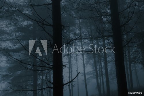 Foggy pinewood at dusk - 901145524