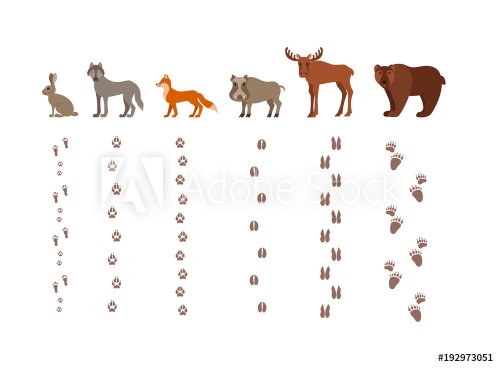 Forest animals with foot prints cartoon style colorful vector illustration