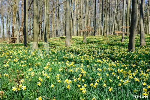 Forest covered with a daffodils carpet