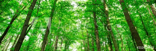 forest trees. nature green wood sunlight backgrounds - 901154103
