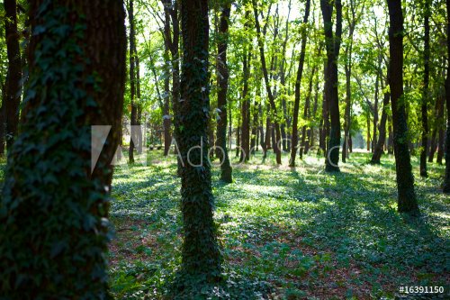 forest with long shadows - 900739497