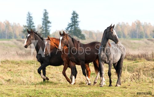 Four beautiful young horses walking at field in autumn