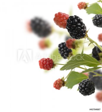 Fresh Blackberries - 900590490
