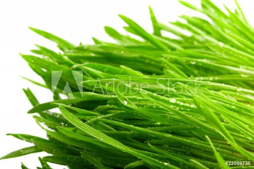 fresh grass - 901139602