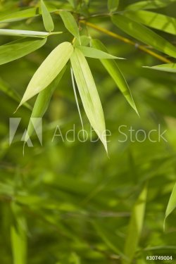 Fresh green bamboo background 02 - 900622806