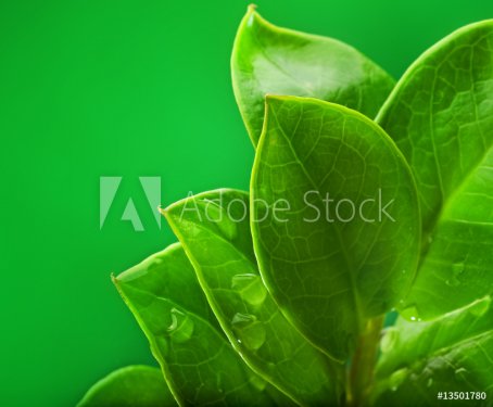 Fresh green leaves - 901144956