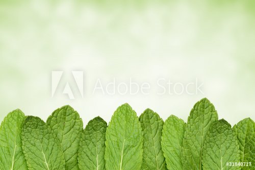 Fresh green mint isolated on green - 900634931