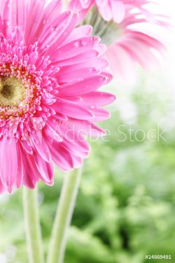 Fresh pink daisy - 901138081